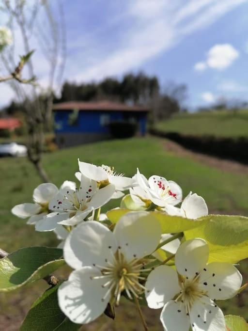 Juncedo La Casa Azul De Lua Un Lugar Magico 빌라 외부 사진